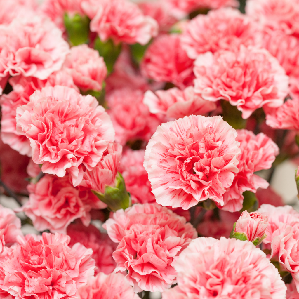 Carnations-pink