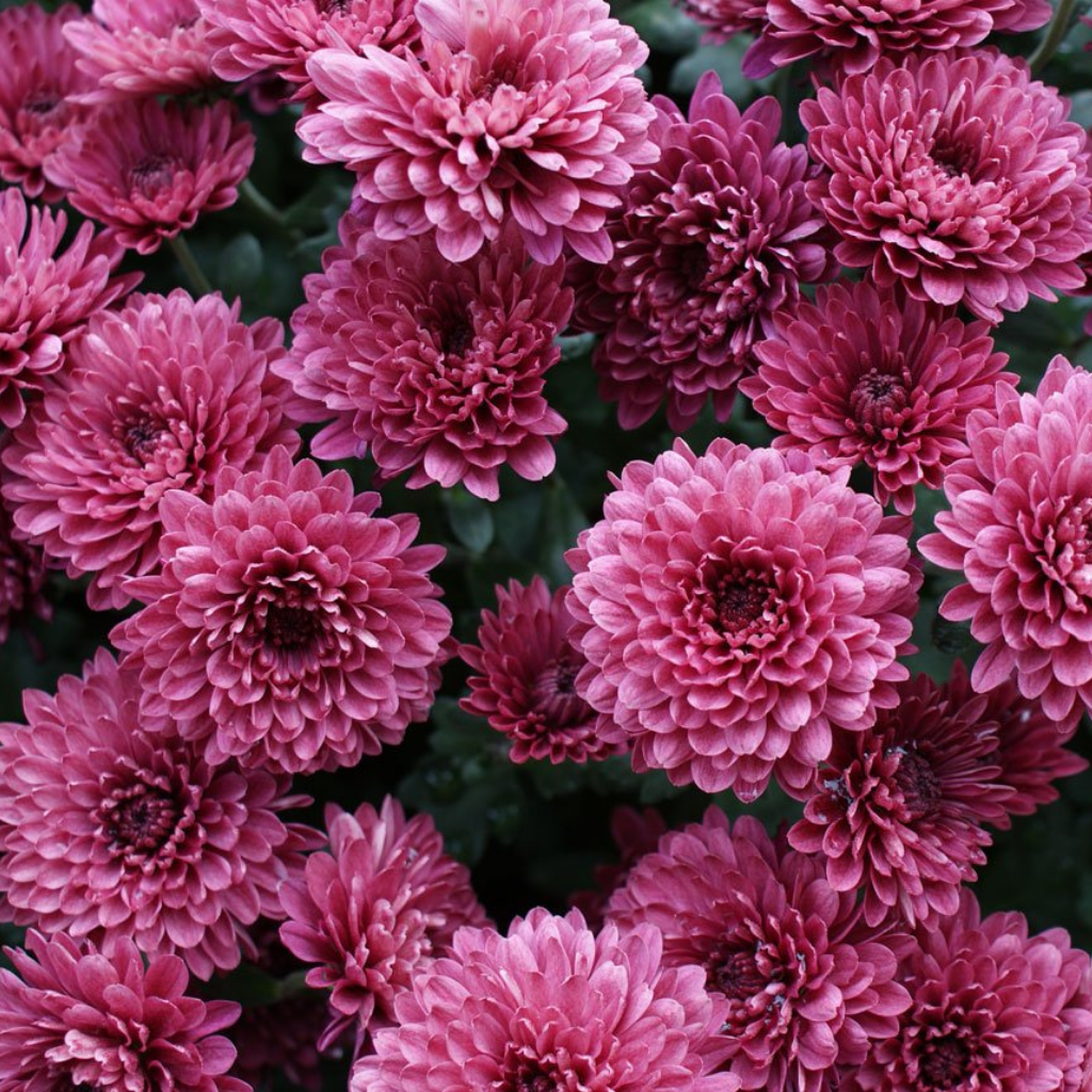 A Chrysanthemum Every Season, For Any Reason - Flower Station