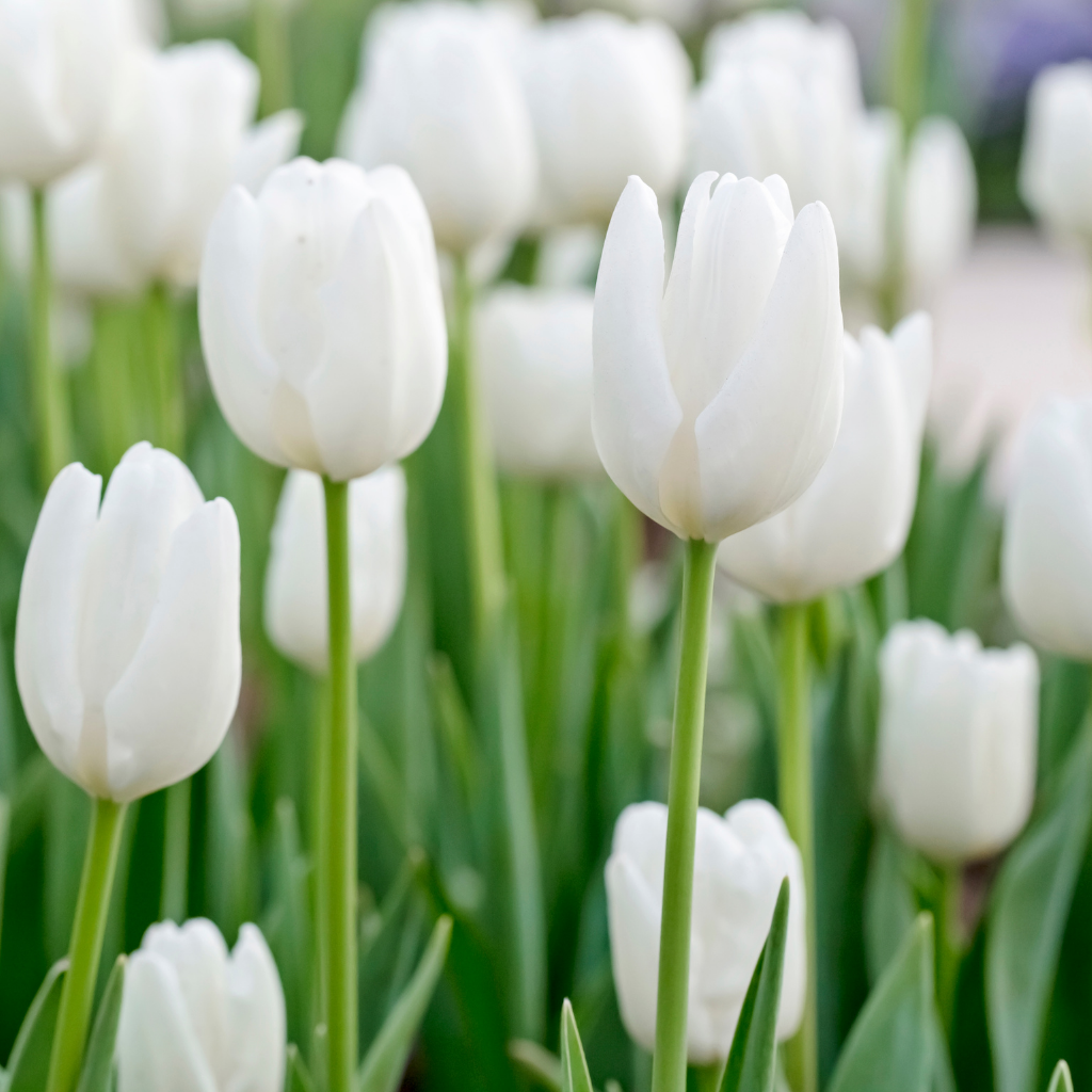 white-Tulips