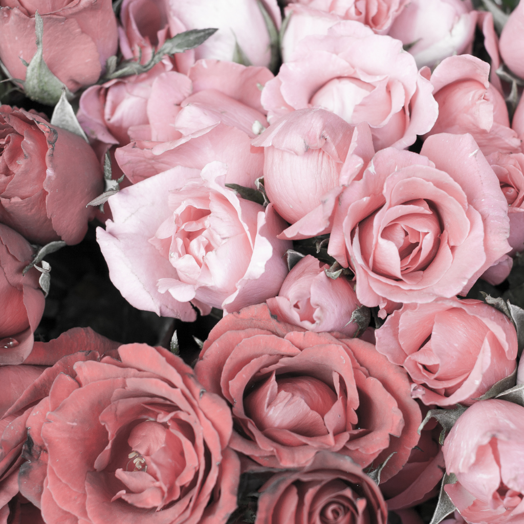 Image Title Alt Image