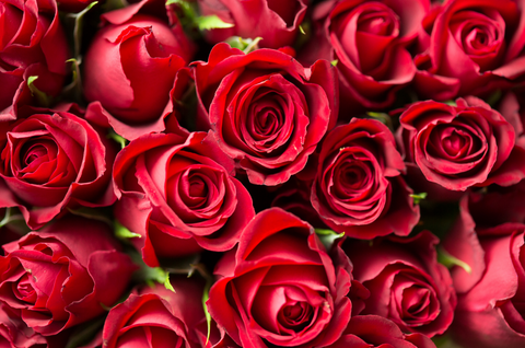 The Language of Flowers: Discover the Meanings Behind Different Blooms