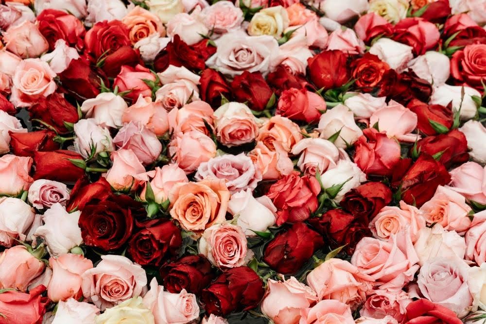 99 Roses Meaning and Why They're Perfect for Romantic Occasions