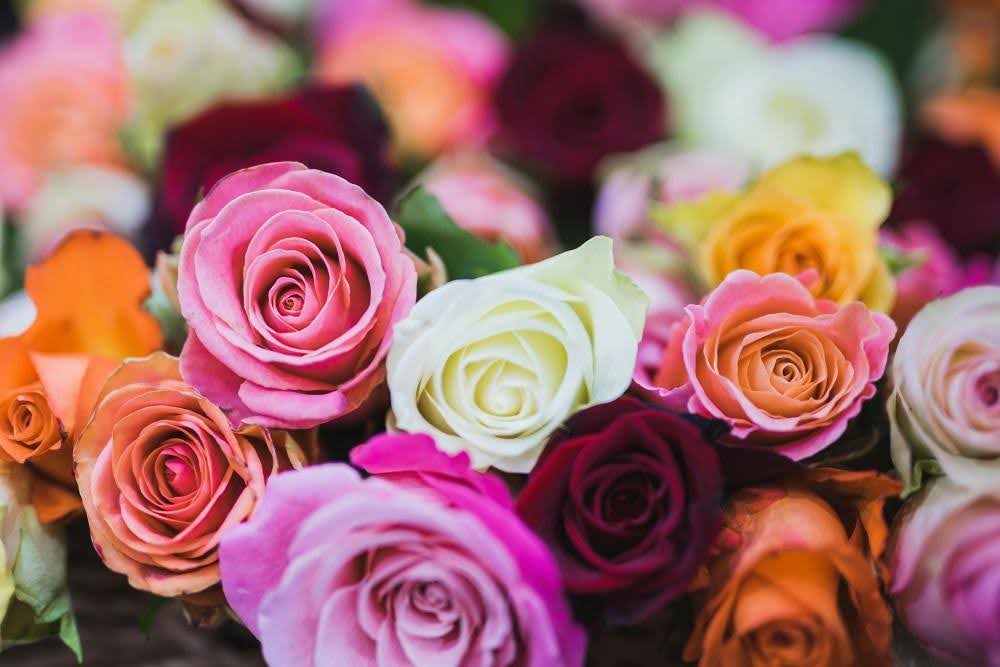 Rose Colour Meanings to Help You Pick the Perfect Bouquet