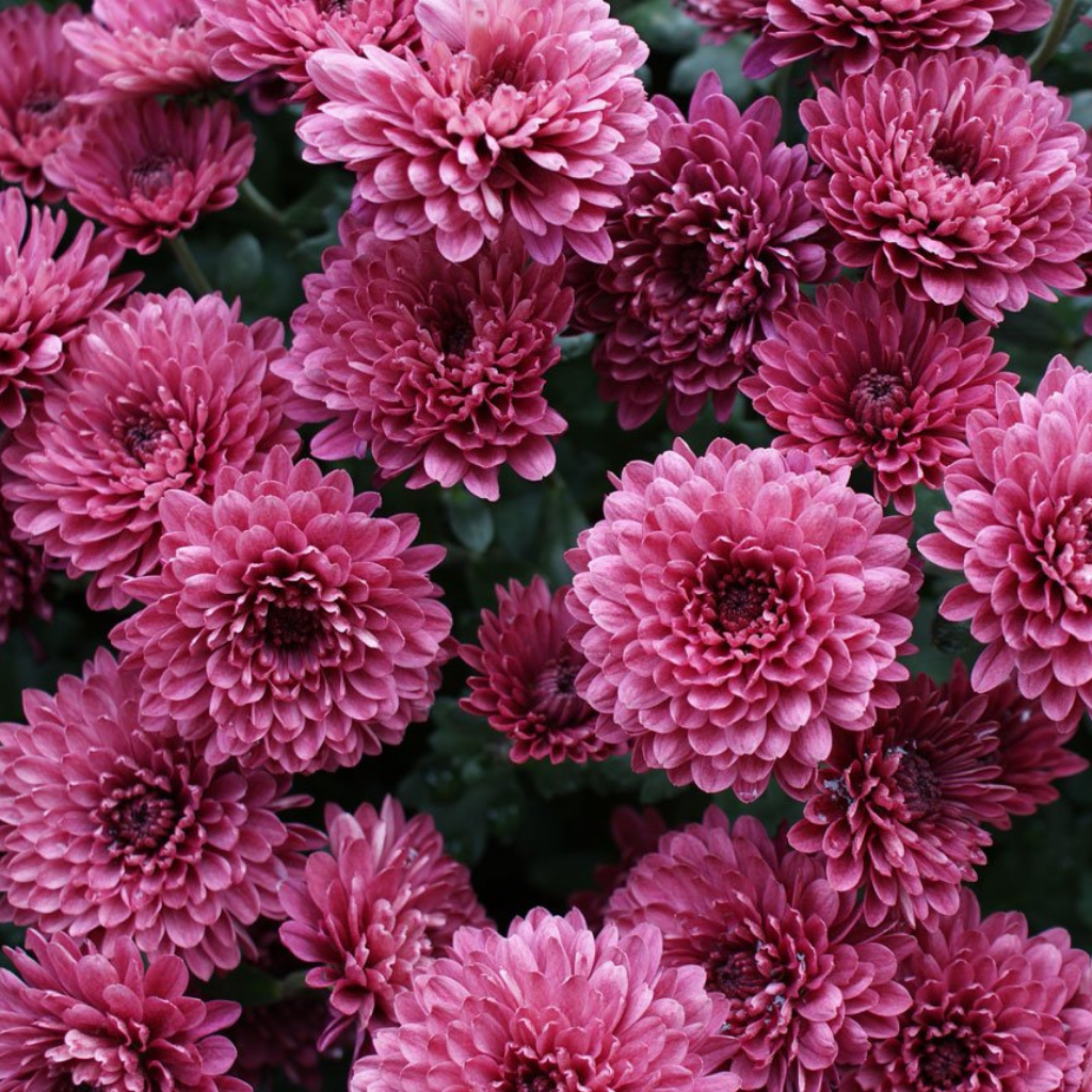 Chrysanthemum-dark-pink
