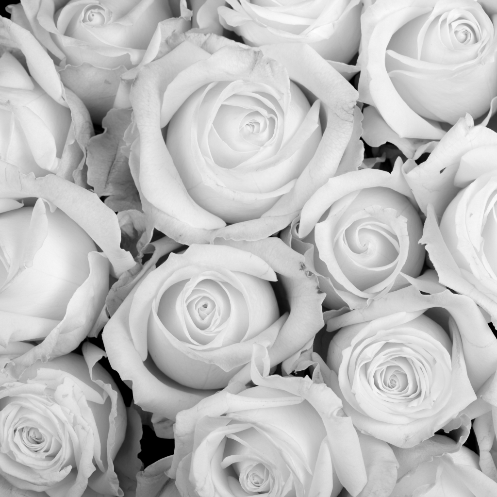 Black and white photograph of white roses commonly used for condolences in singapore