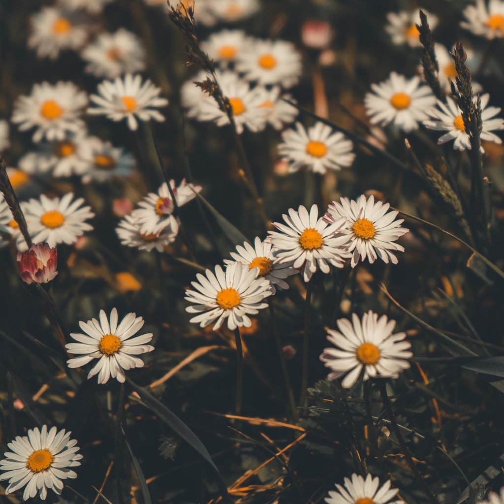 Daisies-in-a-field