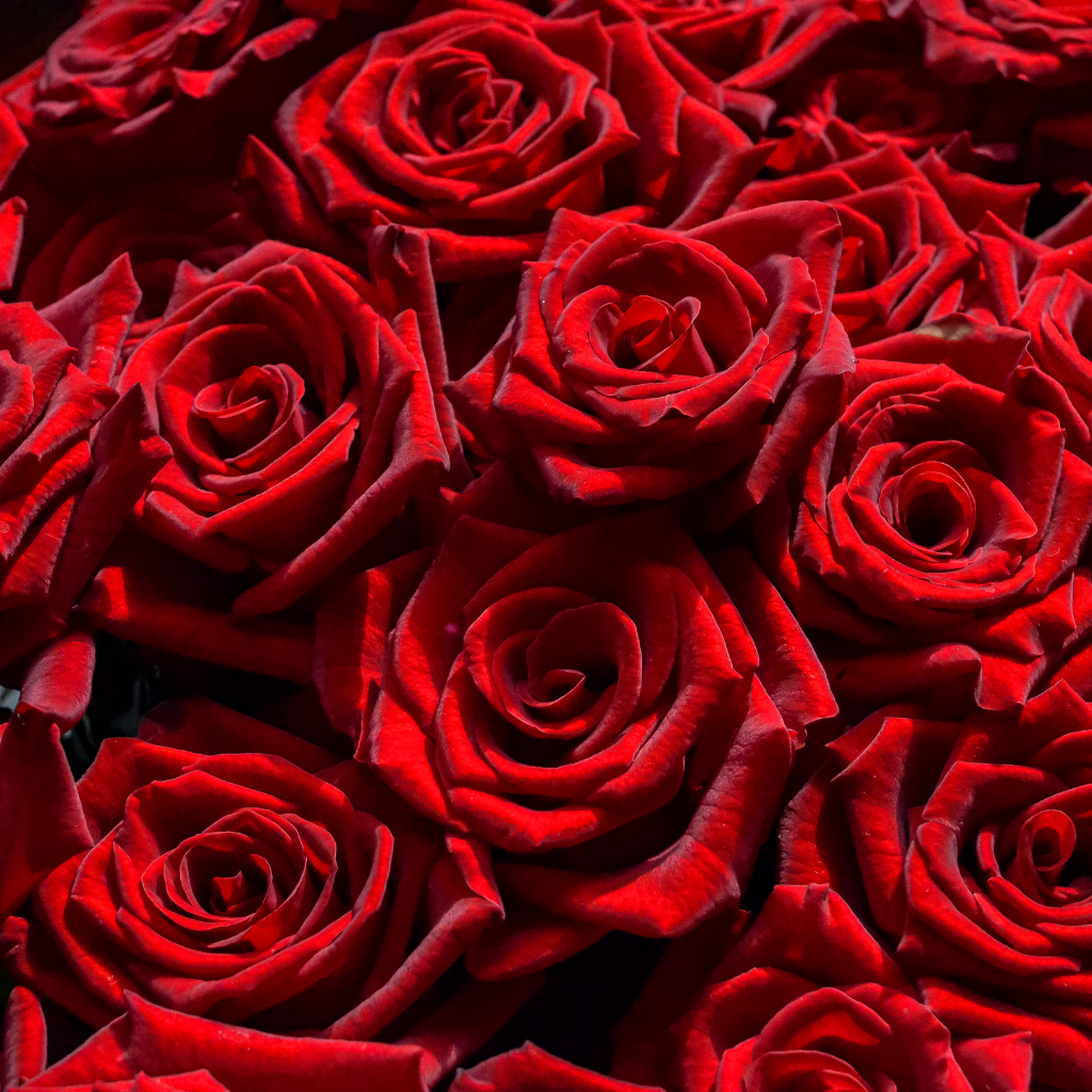 red roses