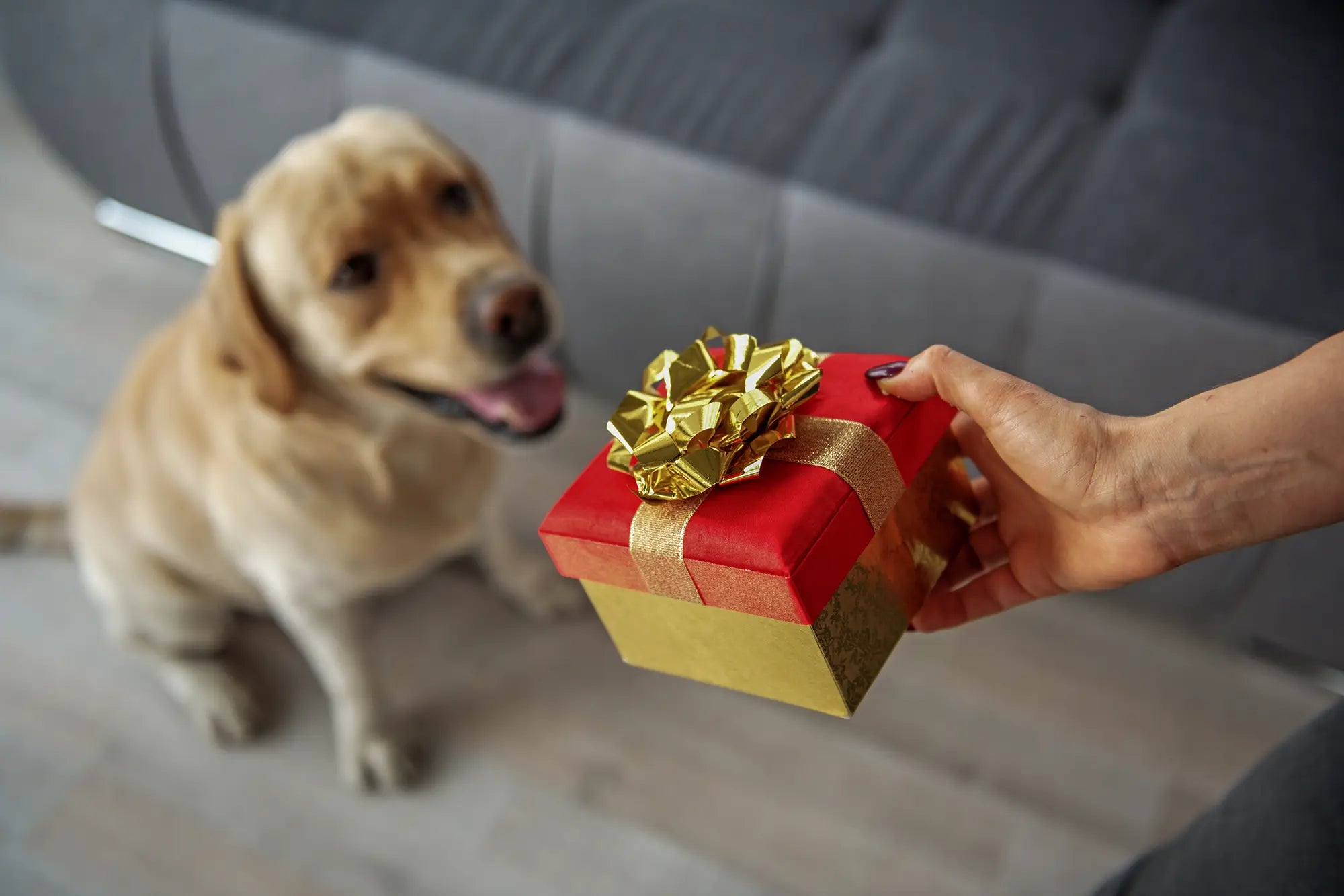 Pawsome Presents: Gifts for Your Furry Friend