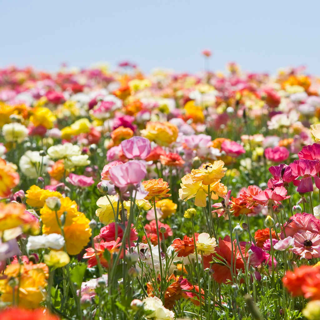 flowers-field