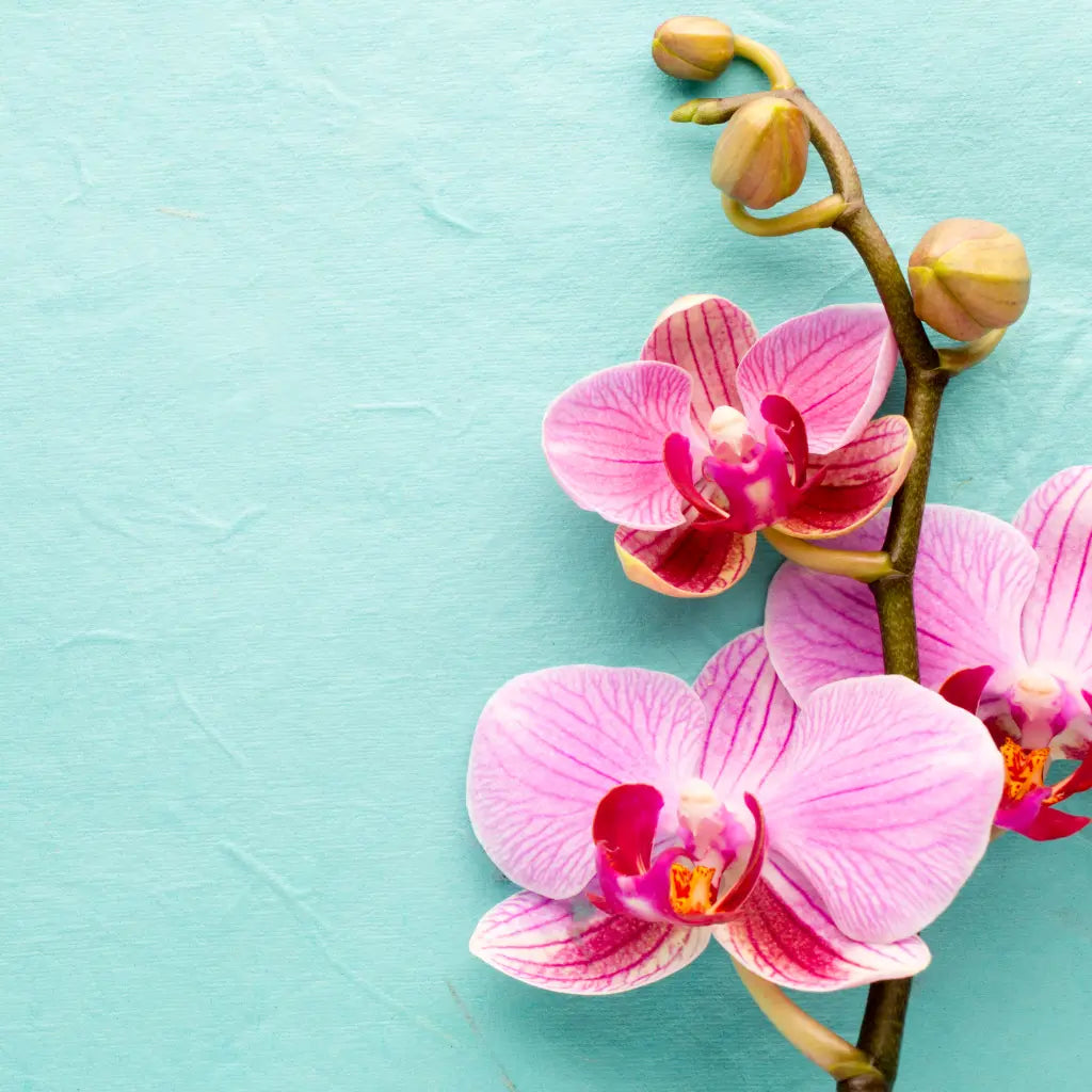 Orchids