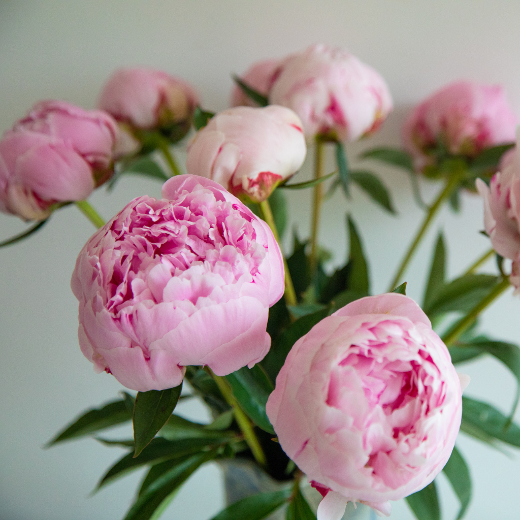 pink peonies in a vase