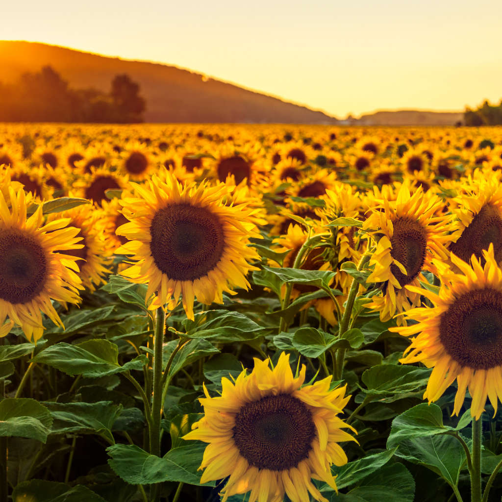 sunflowers in a huge giant field of sunflowers