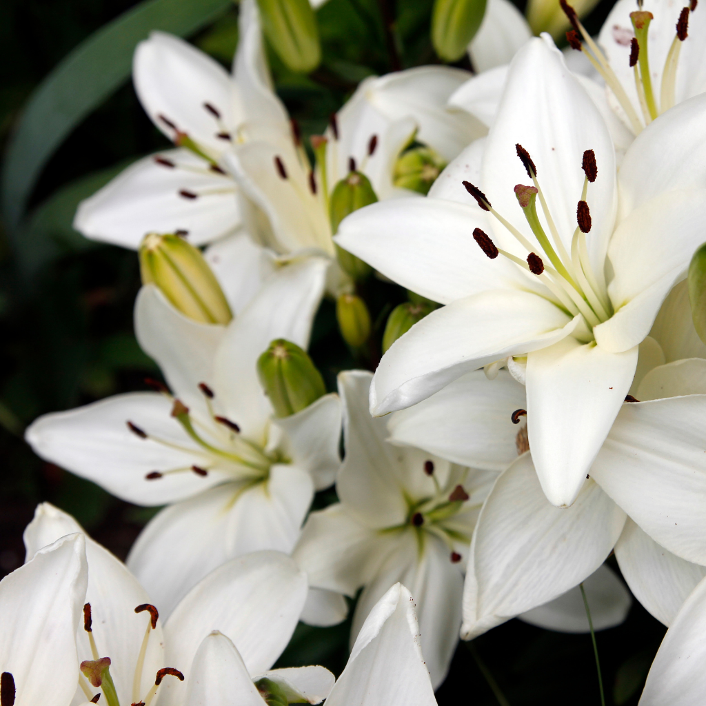 white lilies