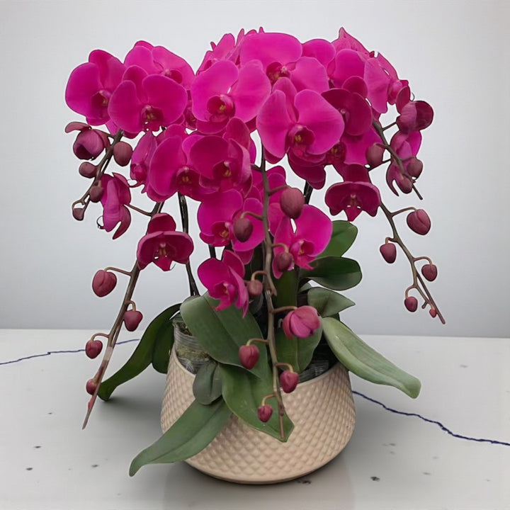Phalaenopsis Arrangement_Dark Pink