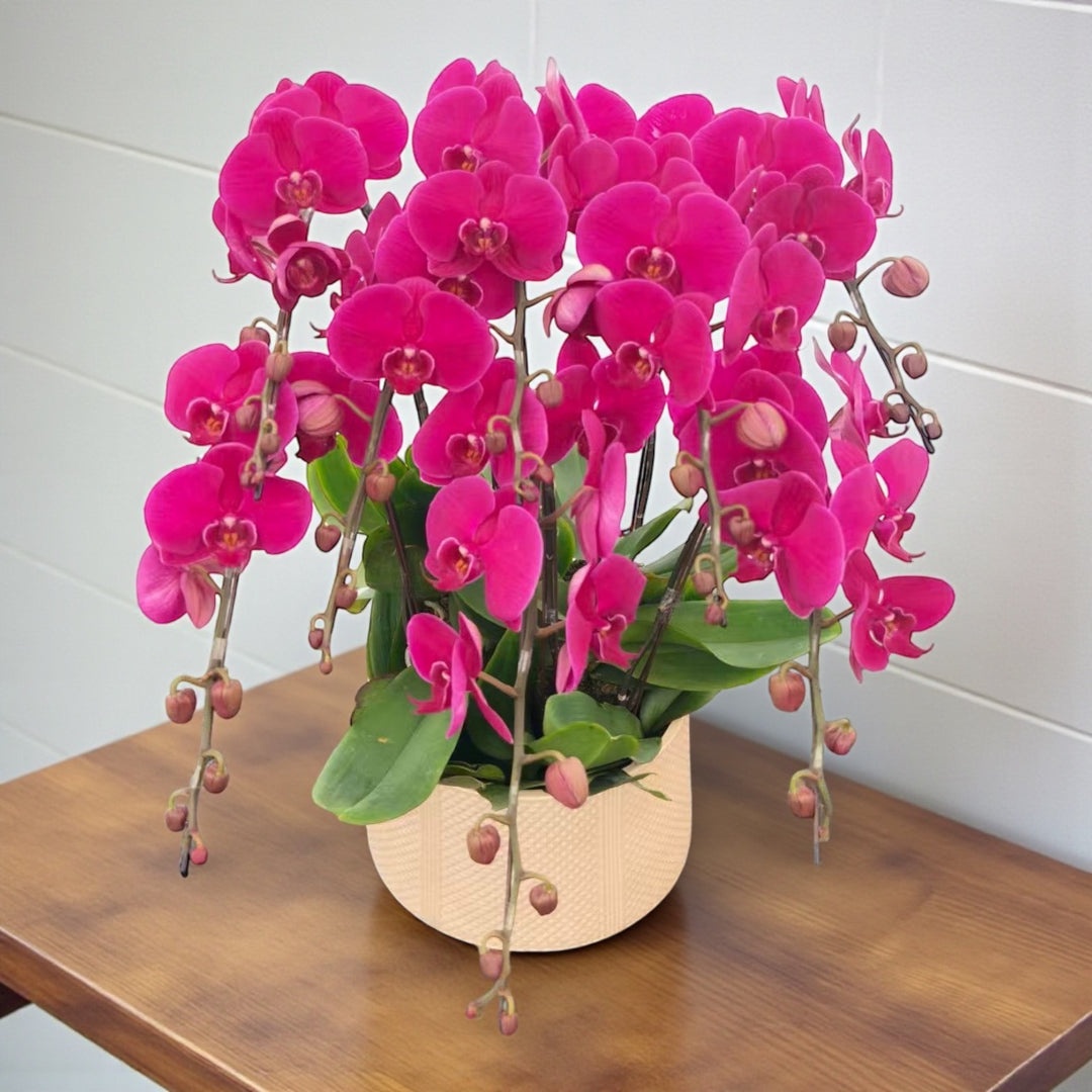 Phalaenopsis Arrangement_Dark Pink