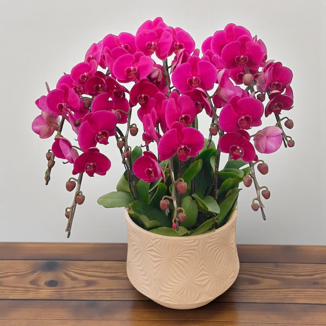 Phalaenopsis Arrangement_Dark Pink