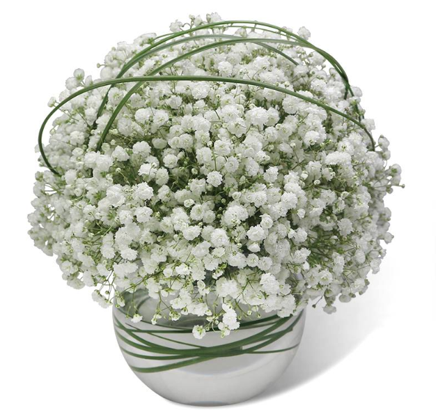 babys-breath-in-a-vase-with-white-background